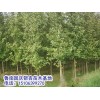 全国最低价销售2--80公分银杏实生树、嫁接树