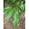 长期供应伊朗紫硬胶 断根假植苗 地苗