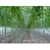 供1-7公分速生柳