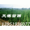 苗木供应●雪松广玉兰黄连木乌桕女贞朴树石楠蜀桧龙柏等●