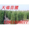 ★南京苗圃南京广玉兰基地雪松朴树蜀桧红叶石楠丝棉木等苗