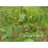 出售：核桃苗.苹果苗.枣树苗.柿子苗.山楂苗.