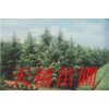 南京广白玉兰蜀桧雪松榔榆垂柳马褂木杜仲柳杉紫薇落羽杉等