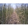 供白皮松20-35公分高。1年国槐苗。2年白蜡、皂角、流苏苗