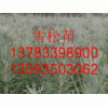 雪松当年小苗