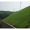 四川草种内江草种乐山草种南充草种眉山草种护坡草种