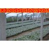 银叶菊种子山东青州专卖|黄花银叶菊价格|银叶菊最低价