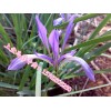 低级批发优质上盆马莲，宿根草花马兰花，马莲花基地直销