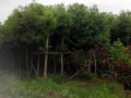 移植截杆香樟