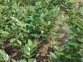 香妃茶花A