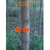 山东毛白杨，山东速生柳，垂柳
