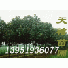 ★南京苗圃南京广玉兰南京雪松丛生朴树马褂木速生法桐等