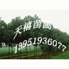 ★南京中山杉，南京雪松，广玉兰价格，朴树女贞蜀桧红叶石楠基地