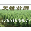 南京雪松哪家好？请到天禧苗圃来购雪松苗木