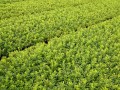 多种绿化小苗