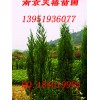 丛生朴树南京雪松广玉兰马褂木构树红叶石楠落羽杉等苗出售