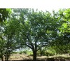 30公分八棱海棠树