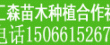 苗木价格