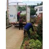 新品湖南杜鹃小苗-浏阳杜鹃价格选宏景轩-整车装苗