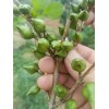 山西连翘苗=药用连翘苗价格