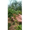 连翘苗基地=两年药用连翘苗价格