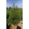 各种规格白皮松 油松 国槐 山楂树 花椒苗 连翘苗