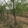 3公分枣树 杏树 苹果树