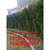 供应金镶玉竹苗