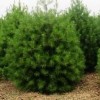 白皮松30-1.5米白皮松 侧柏容器带白皮松 侧柏