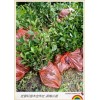 自产自销湖南茶梅小苗 湖南茶梅小毛球农户起苗