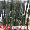 山西国槐3--4公分国槐 5--6公分国槐