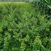 山西连翘苗 0.5以上药用连翘苗量大