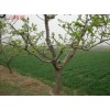 品种山楂苗 7--8公分占地山楂树