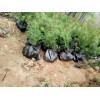山西油松 蜀侩 白皮松 侧柏大甩卖