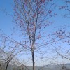 山樱花苗 福建山樱花苗 云南山樱花苗