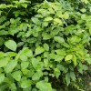 鄂西红豆树苗 花梨木袋苗 红豆树苗