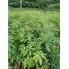 木荷袋苗 木荷容器苗 木荷杯苗