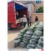 湖南四季桂小苗和湖南桂花小毛球混装起苗找宏景轩