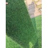 基地百慕大与黑麦草混播草卷，果岭草大量15961543375