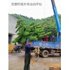 湖南造型罗汉松便宜-罗汉松优惠-浏阳造型罗汉松批发来宏景轩