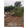 湖南全冠栾树-湖南移栽栾树-浏阳全冠栾树批发找宏景轩