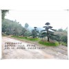 湖南造型罗汉松便宜-浏阳造型罗汉松批发来宏景轩