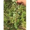 连翘苗 药物连翘苗 大果酸枣苗 软枣苗 山杏苗 山桃苗