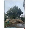 湖南全冠香泡-湖南移栽香泡-长沙跳马香泡树-宏景轩任你挑