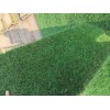 黑麦草混播百慕大草坪常州，句容草坪基地15961543375