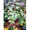 福建山樱花袋苗 山樱花袋苗 山樱花无纺布杯苗