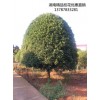 春秋季节,湖南四季桂小苗-浏阳四季桂杯苗高质量起苗中