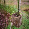 檫树袋苗 檫木袋苗 高度60厘米檫树