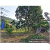 柏加长飘式造型榆树,浏阳云片式造型榔榆成市场新宠