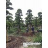 造型金姬女贞-浏阳造型亮晶女贞2025销量不减反增